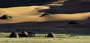 Namib-Huts.337-590x284