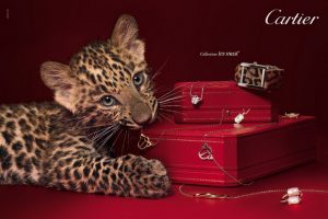 cartier-1